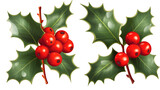 Holly Berries with Leaves isolated on transparent background
