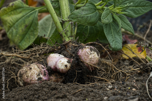 Foto Harvesting Jerusalem artichoke (Helianthus tuberosus)