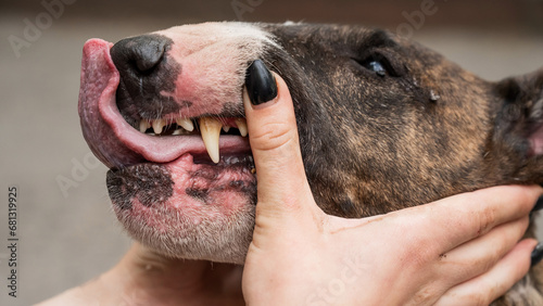 The owner holds the muzzle of a bull terrier showing teeth on a walk. 