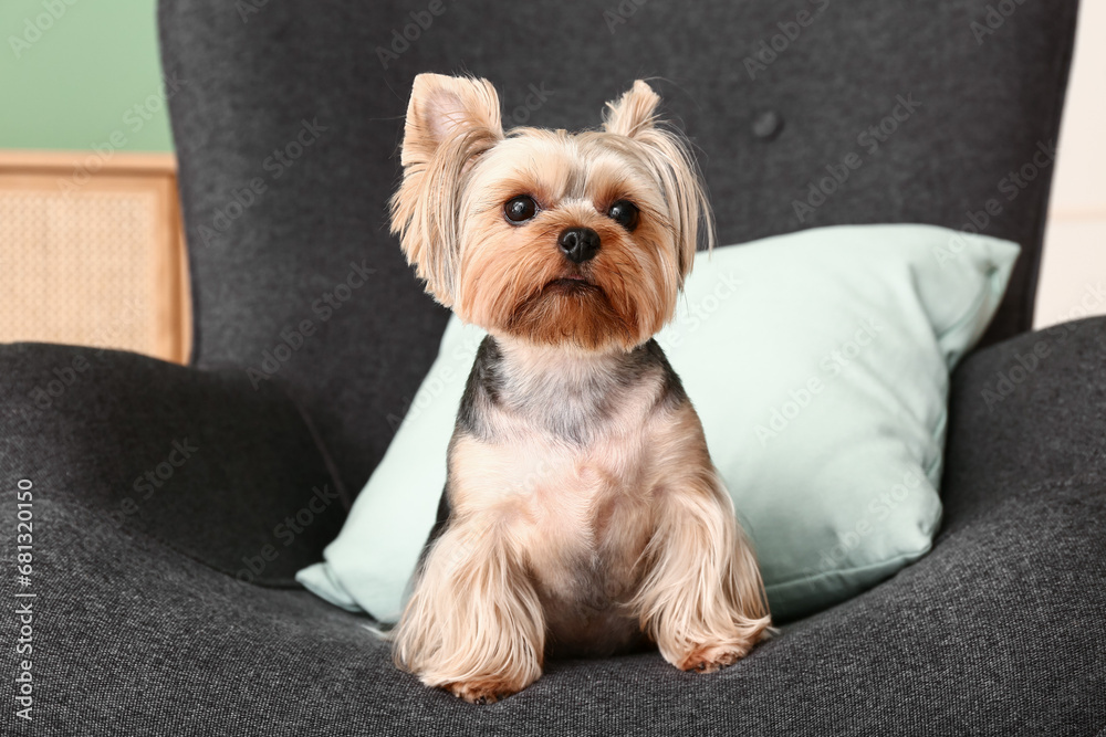Cute small Yorkshire terrier dog sitting on armchair in room