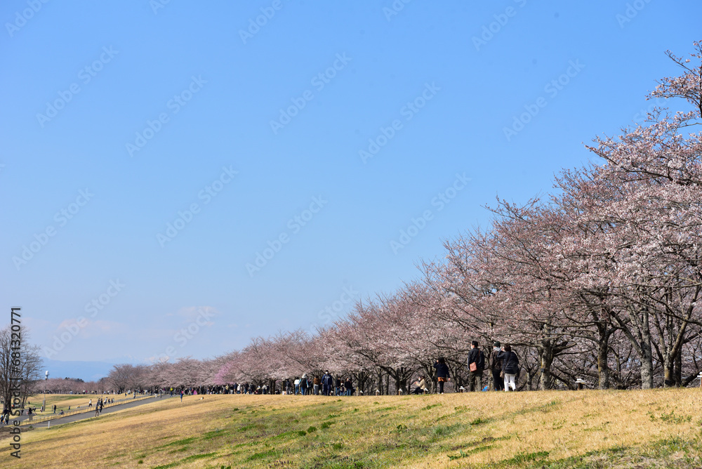 Fototapeta premium 明るい川の堤防の桜