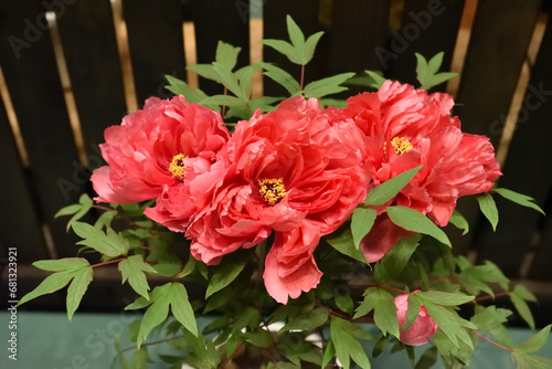 Fototapeta Naklejka Na Ścianę i Meble -  赤い牡丹の花