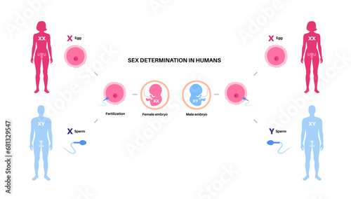 Sex Determination in Humans