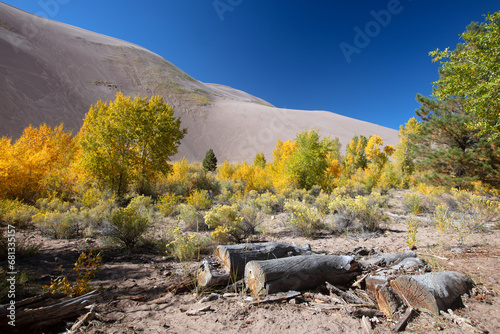 Autumn fall colors at Great Sand Dunes National Park near Alamosa Colorado United States photo