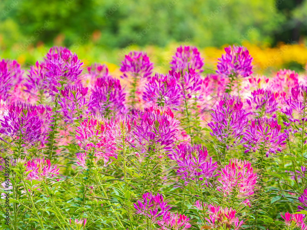 Group of purple and red Cleome hassleriana flowers or Spinnenblume or Cleome spinosa is on a green blurred background Group of purple and red Cleome hassleriana flowers or Spinnenblume or Cleome spinosa is on a green blurred background