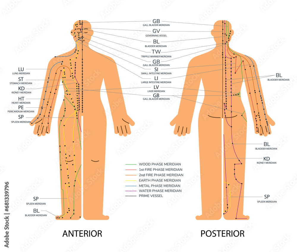 Body set front and back acupuncture scheme with points, Anterior and posterior meridians chart vector illustration - obrazy, fototapety, plakaty 