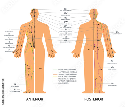 Body set front and back acupuncture scheme with points, Anterior and posterior meridians chart vector illustration