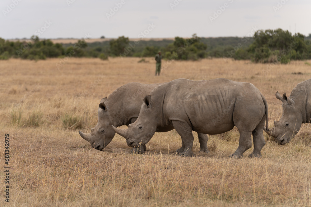 White Rhinoceros Ceratotherium simum Square-lipped Rhinoceros at Khama Rhino Sanctuary Kenya Africa.