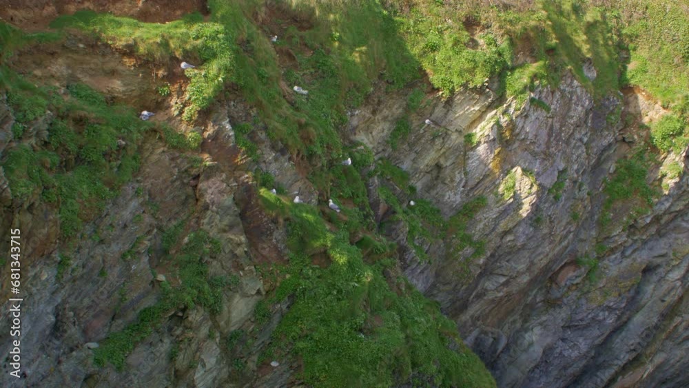 Herring Gulls nesting in natural green Cornwall rock face Wide shot Herring Gulls nesting in natural green Cornwall rock face Wide shot