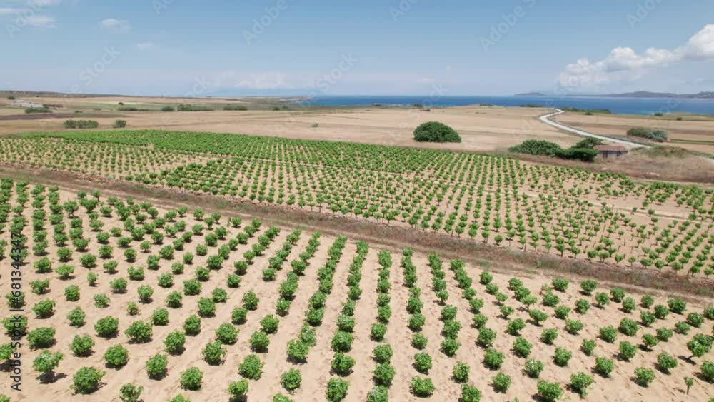 Drone ascends above tree farm nursery to reveal large plantation of saplings in dry environment