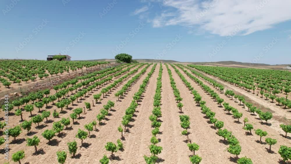 Aerial dolly along tree farm nursery rows of planted saplings at midday in dry climate Aerial dolly along tree farm nursery rows of planted saplings at midday in dry climate