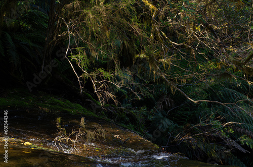 Wild river in forest with stray of light