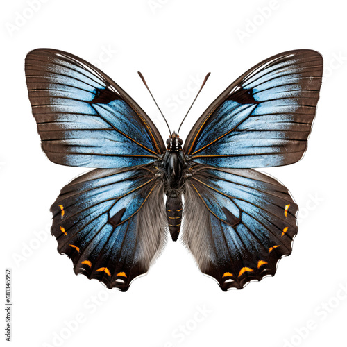 Gray Hairstreak Butterfly Isolated on Transparent or White Background, PNG