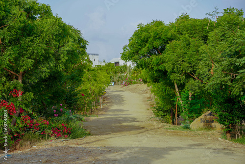 Lush Green Jungle Pathway: Dense Forest Trees and Scenic Nature Trail