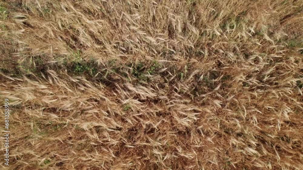 Aerial top down rising above golden wheat field waving in wind Aerial top down rising above golden wheat field waving in wind