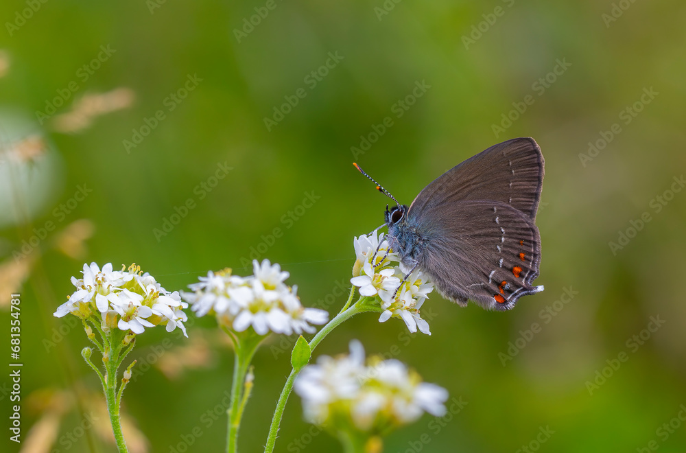 brown little butterfly on a white flower, Satyrium ilicis brown little butterfly on a white flower, Satyrium ilicis
