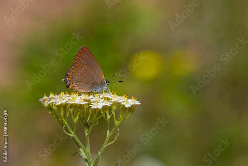brown butterfly on white small flowers, Satyrium acaciae