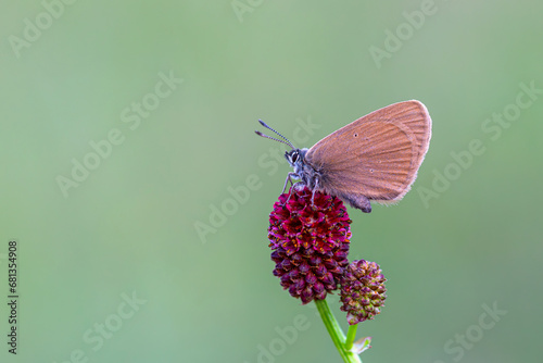 brown little butterfly on host plant, Phengaris nausithous photo