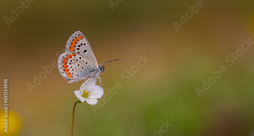 little butterfly perched on a white flower, Polyommatus agestis photo