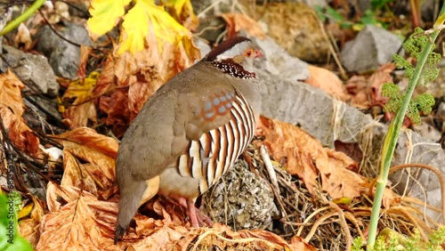 Barbary Partridge On The Ground In Upper Rock Nature Reserve, Gibraltar. closeup