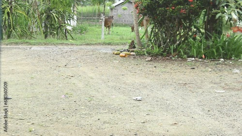 small birds playing in puddles of water when it rains during the day
