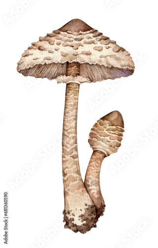 Watercolor the parasol mushroom (Macrolepiota procera). Hand drawn mushroom illustration isolated on white background.