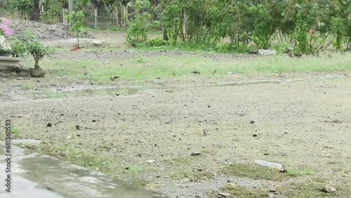 small birds playing in puddles of water when it rains during the day