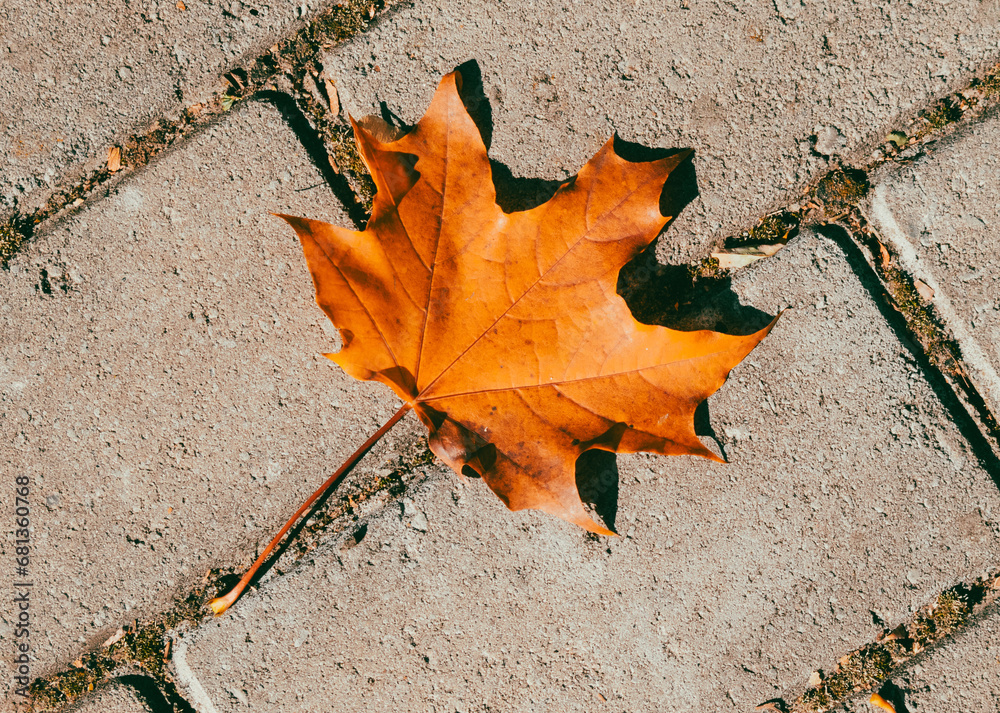 An autumn maple leaf lies on the paving slabs An autumn maple leaf lies on the paving slabs