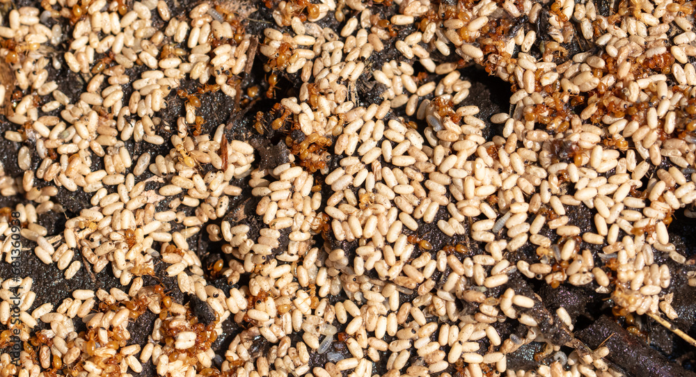 Close up of red ant eggs. Macro Close up of red ant eggs. Macro
