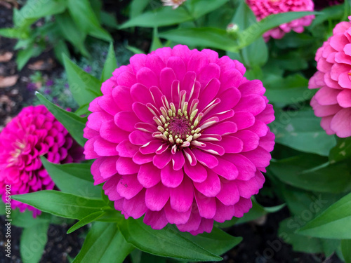 Pink zinnias in the morning