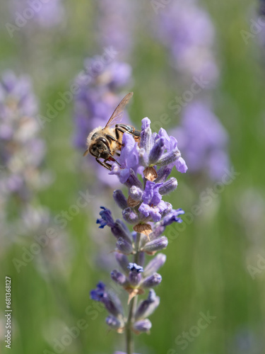 Biene frontal auf Lavendel
