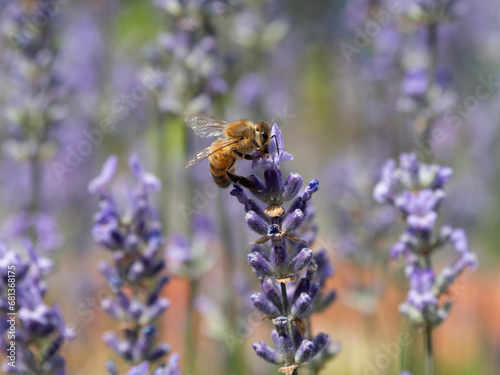 Biene sitzt auf Lavendel © SteveMC