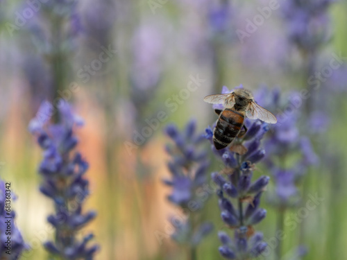 Rückenansicht Biene auf Lavendel © SteveMC