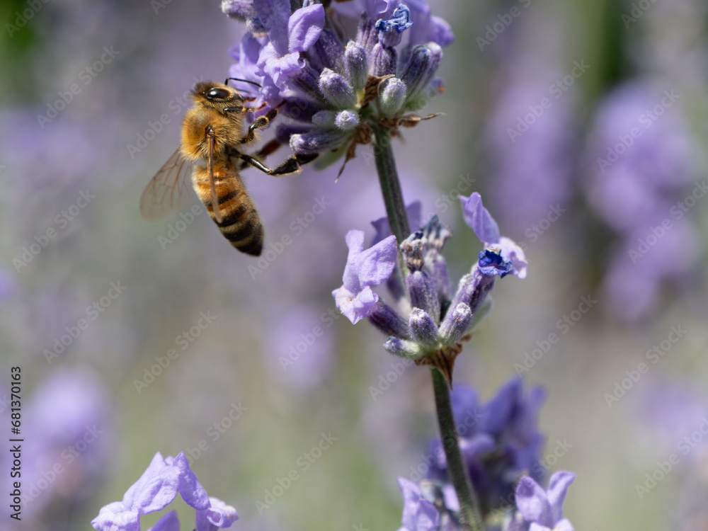 Biene auf Lavendel Seitenansicht Biene auf Lavendel Seitenansicht