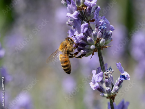 Biene Seitenansicht auf Lavendelbl  te