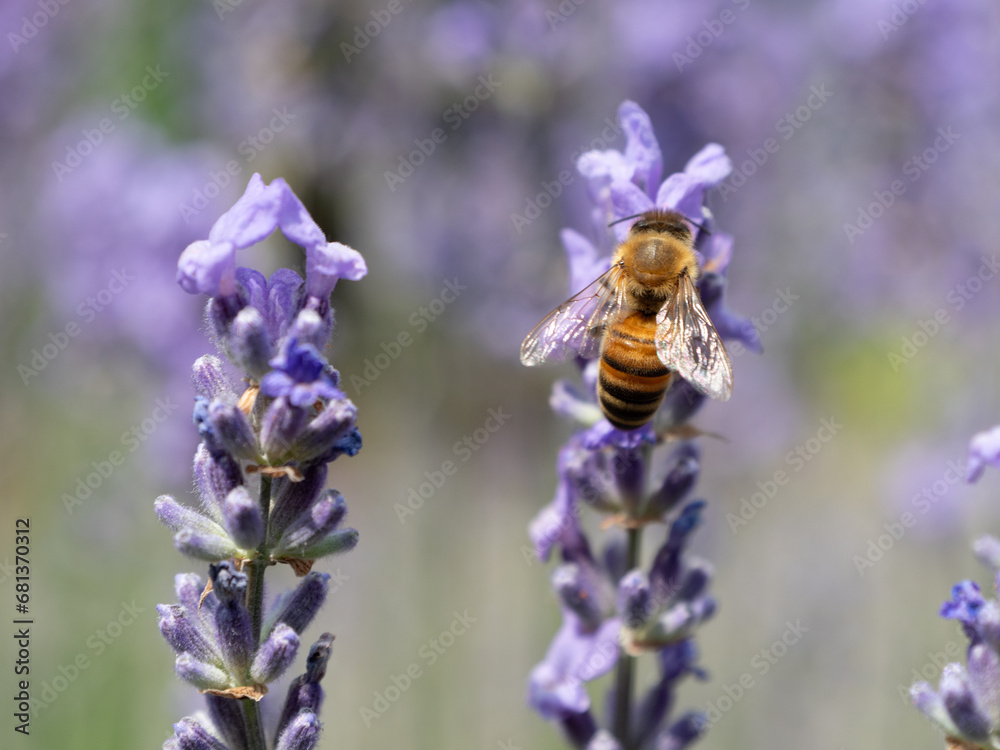 Biene sitzt auf Lavendelblüte Biene sitzt auf Lavendelblüte