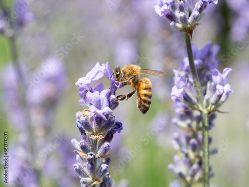 Biene trinkt Nektar von Lavendelblüte