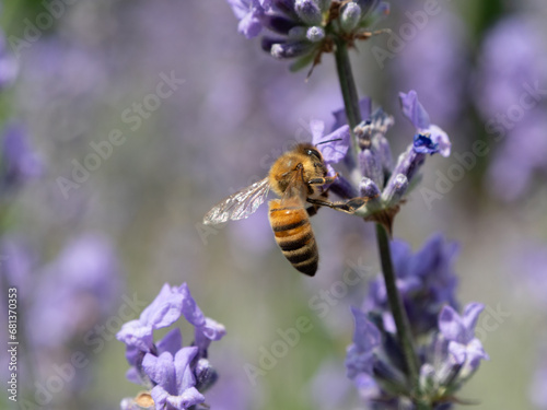 Biene auf Lavendel © SteveMC