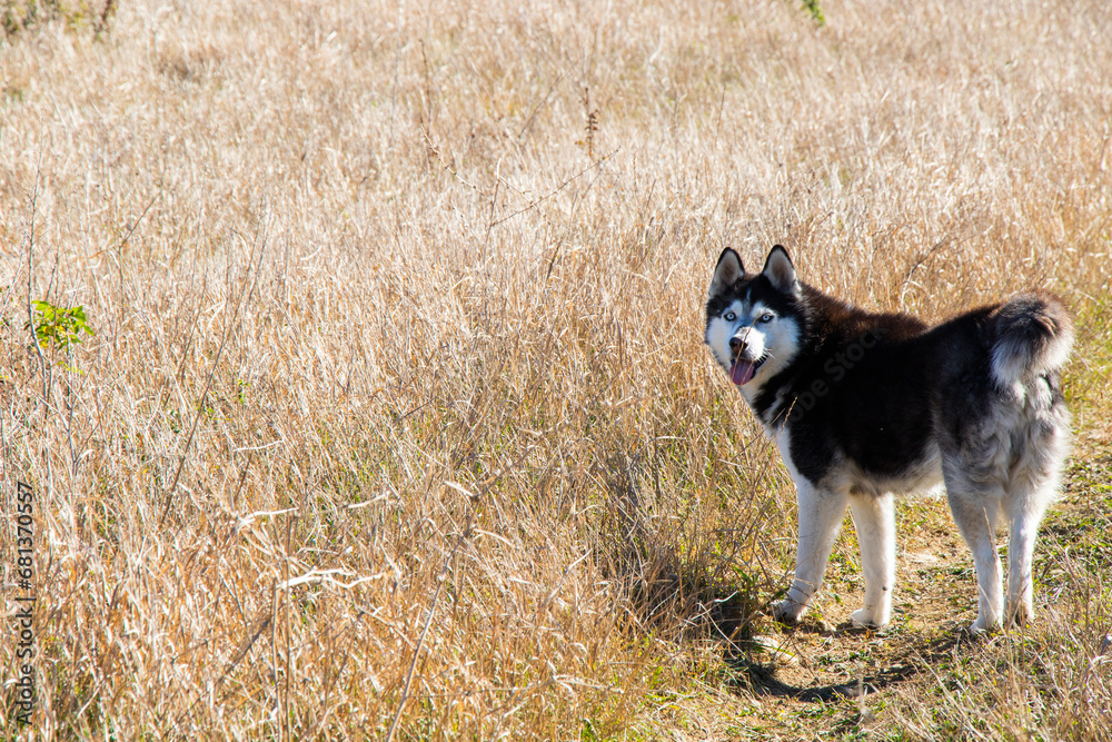 Siberian hasky dog portrait