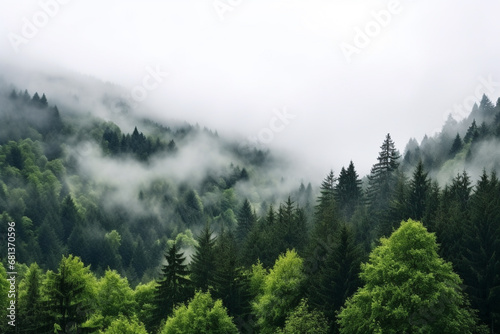 image of foggy landscape that merges into dense forest, with low-hanging clouds adding to mystique, showcasing interplay between forested terrain and atmospheric effects