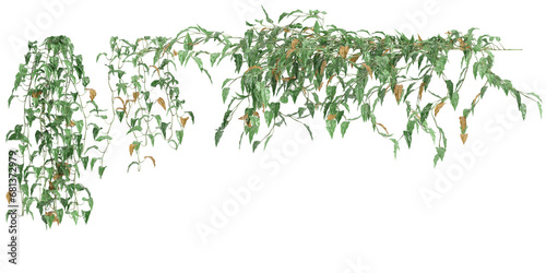 3d illustration of Philodendron Scandens hanging  isolated on transparent background photo