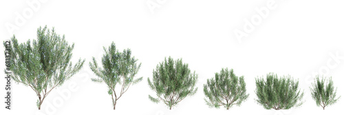 3d illustration of set Rosmarinus officinalis bush isolated transparent background photo