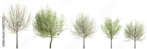 3d illustration of set Pyrus nivalis tree isolated transparent background photo