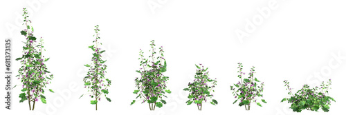 3d illustration of set Malva sylvestris bush isolated transparent background photo