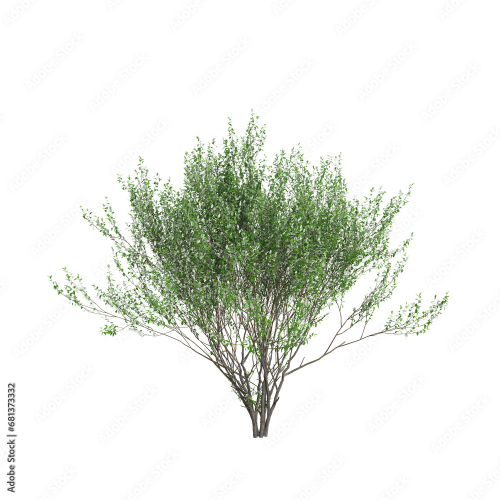 3d illustration of Salix caprea tree isolated transparent background - obrazy, fototapety, plakaty 