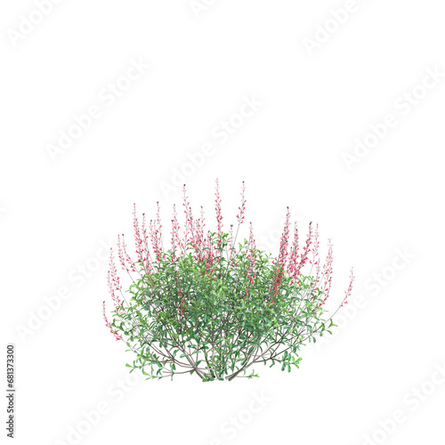 3d illustration of Salvia greggii bush isolated transparent background photo