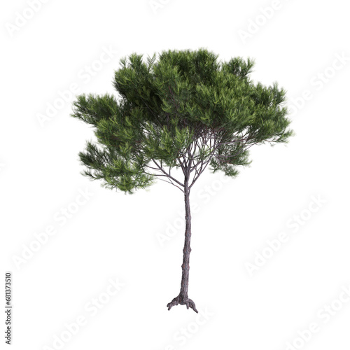 3d illustration of Pinus pinea tree isolated transparent background