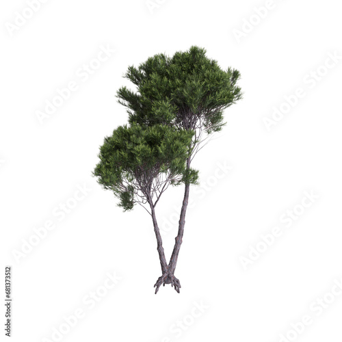 3d illustration of Pinus pinea tree isolated transparent background