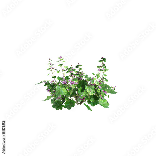 3d illustration of Malva sylvestris bush isolated transparent background