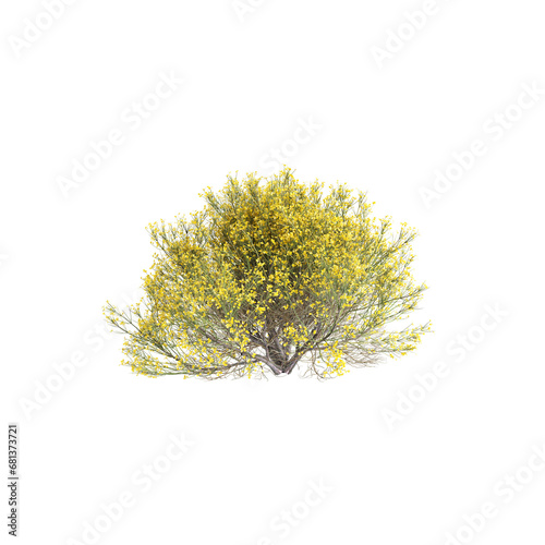 3d illustration of Genista acanthoclada bush isolated transparent background photo